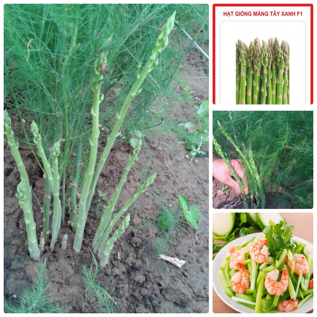 Hạt giống Măng Tây xanh Mỹ ( 1 gói 20 hạt)