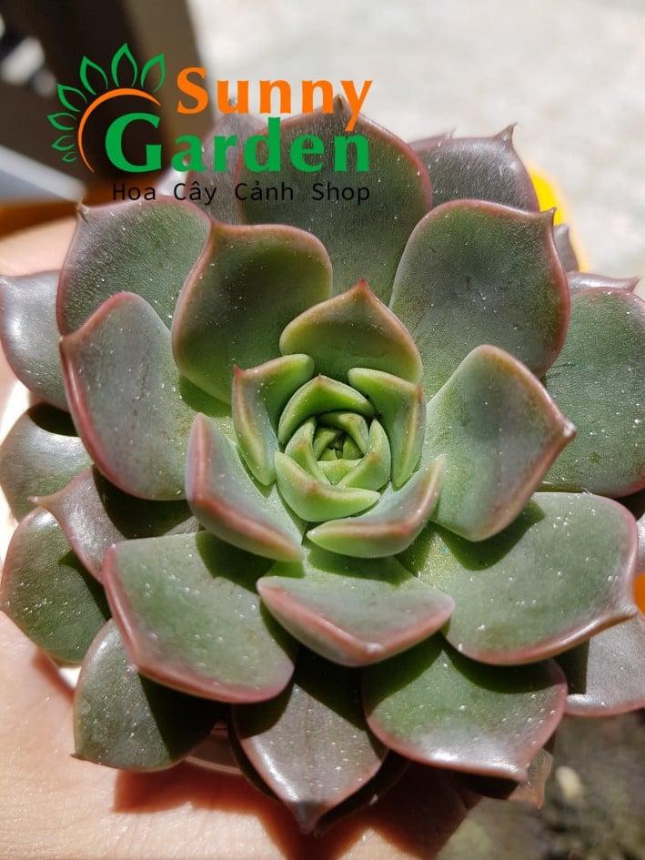 Sen Đá Bánh Trung Thu