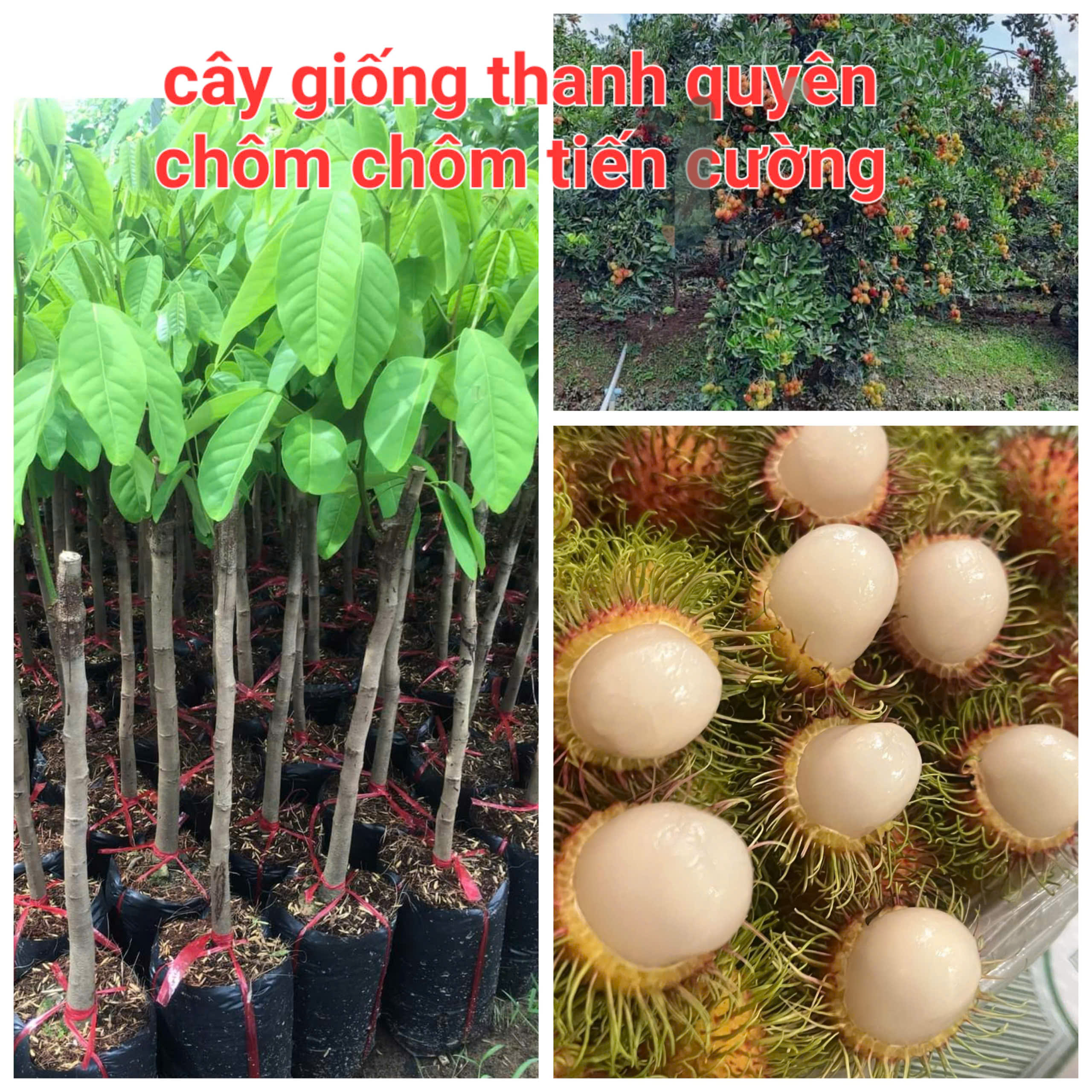 CÂY GIỐNG CHÔM CHÔM TIẾN CƯỜNG, CAO 70-140CM TUỲ LÔ, CHUẨN GIỐNG 100%