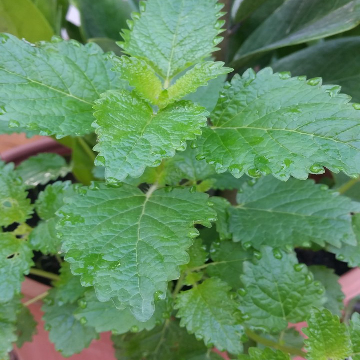 Hạt giống rau húng chanh - rau tần lá mỏng PTP51 | Phởms Market