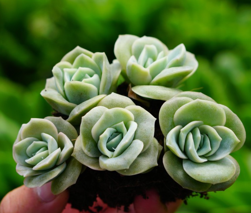 SEN ĐÁ HOA HỒNG HÀ LAN - ĐÀ LẠT