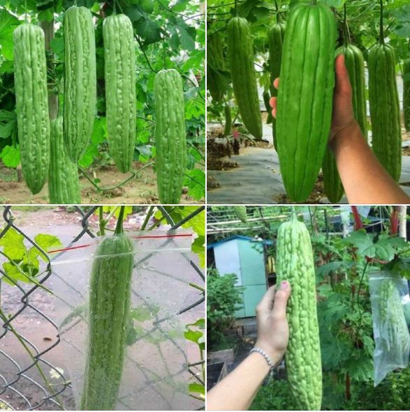 Hạt giống khổ qua khổng lồ (mướp đắng) Thái Lan 5 hạt - VTNT