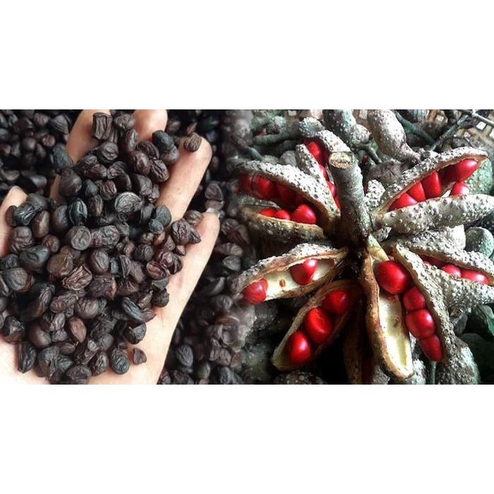 Hạt dổi rừng tây bắc