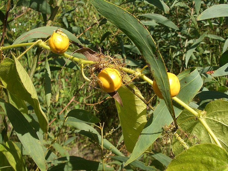 50 Hạt giống cây chùm bao (lạc tiên)