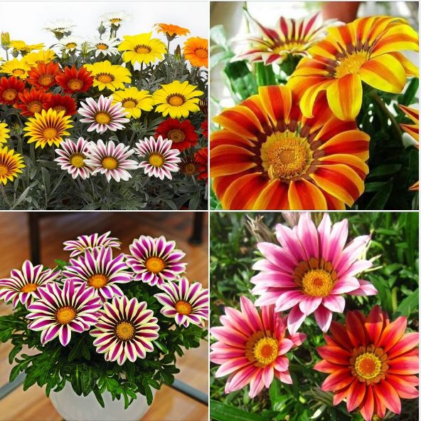 Bộ 3 gói hạt giống hoa cúc huấn chương mix màu (TẶNG gói kích thích hỗ trợ hạt nảy mầm)