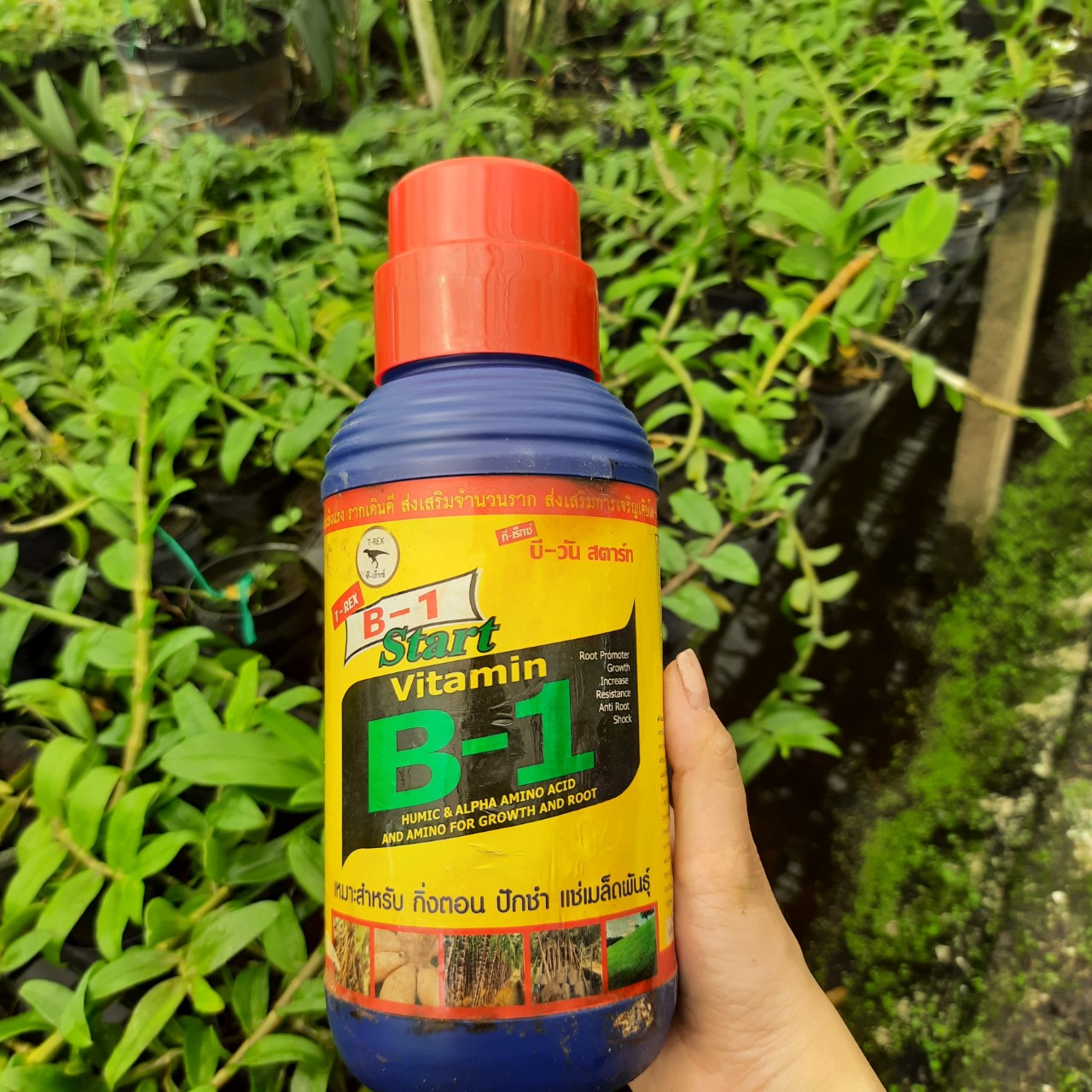 Vitamin B1- Star Thái Lan 1L