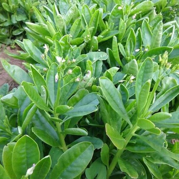 Hạt Giống Sâm Đất ( Thổ Sâm ) - (Talinum.Crassifolium,Willd) - 15 hạt/gói
