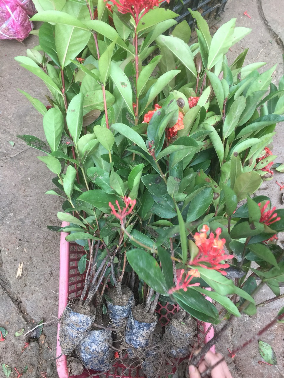 combo 3 bầu hoa mẫu đơn đỏ mỹ(hoa trang hồng đỏ)