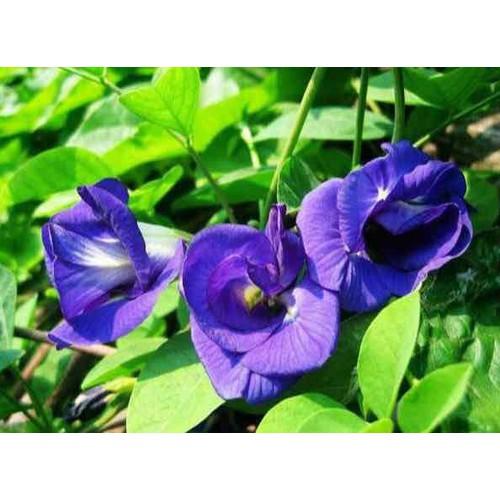Hạt hoa đậu biếc - gói 30 hạt