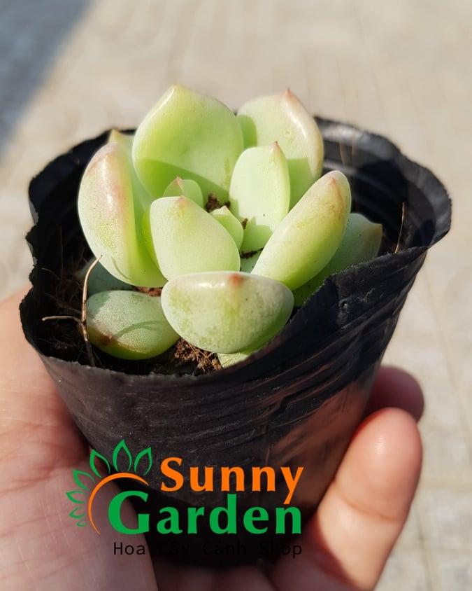 Sen Đá Má Hồng