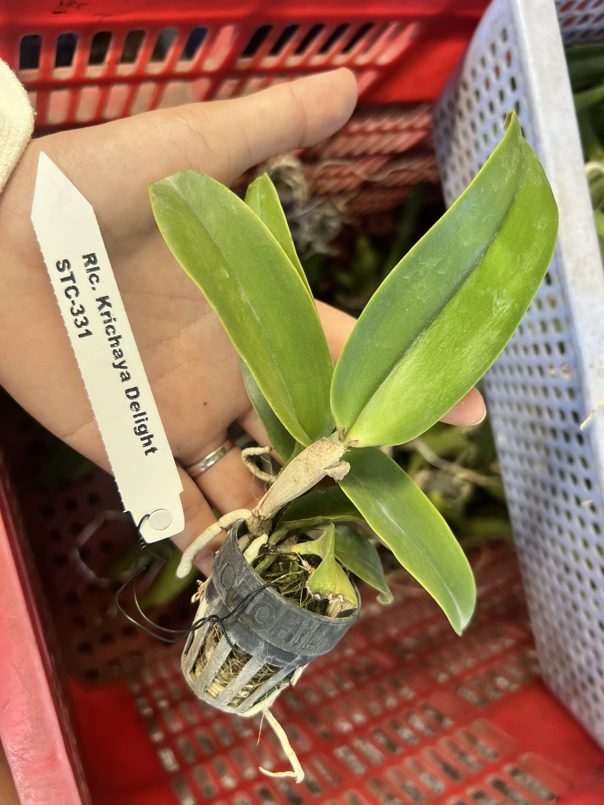 Lan Cattleya Cây Giống Nhiều Màu