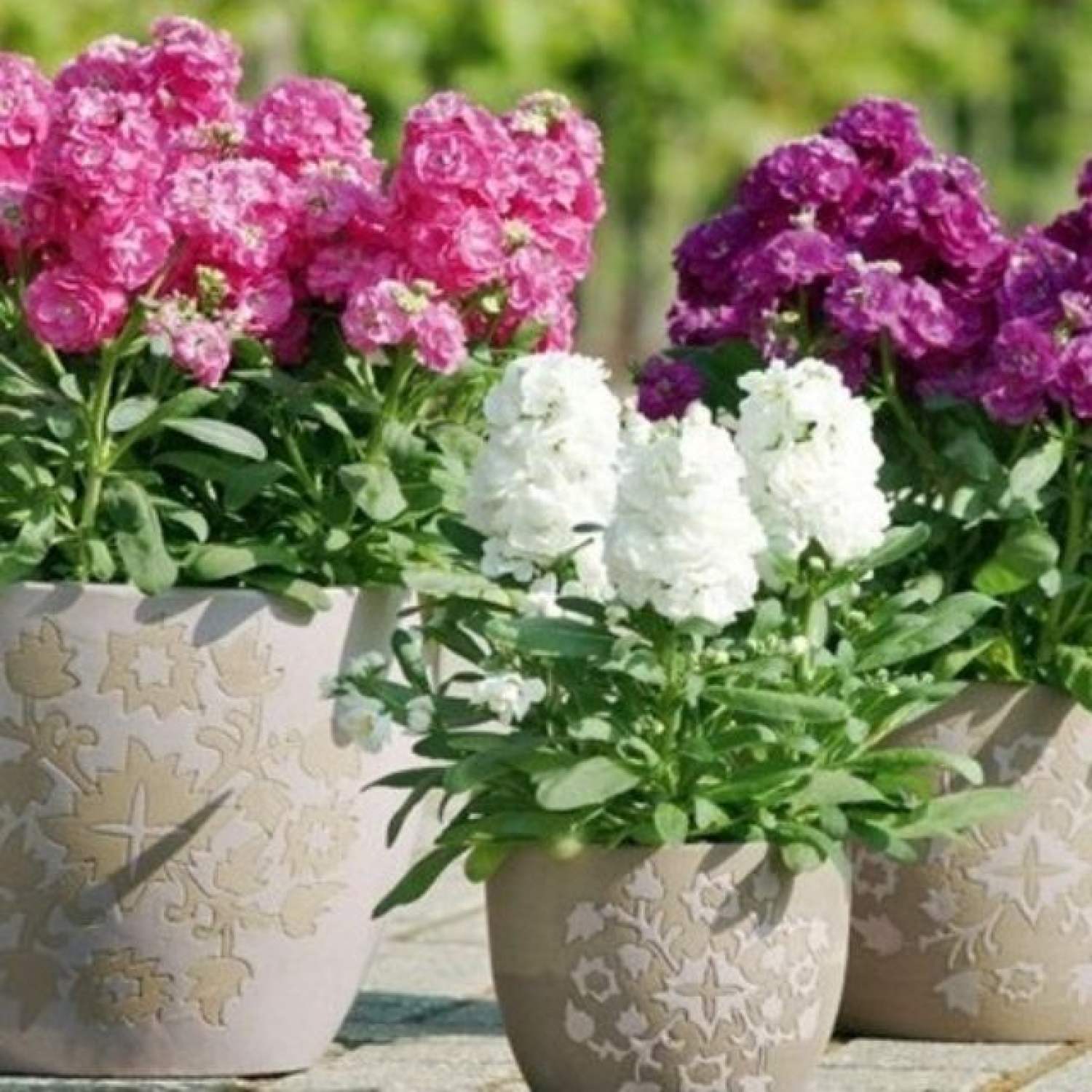 Ma170b gói hạt giống hoa hoàng anh nhiều màu