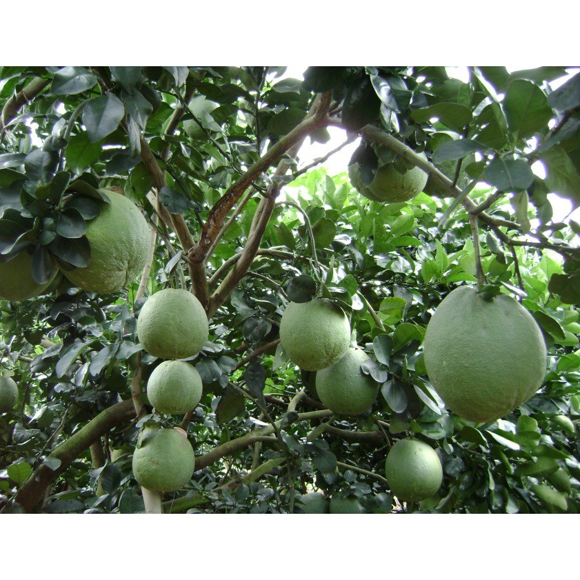 Cây Bưởi Da Xanh