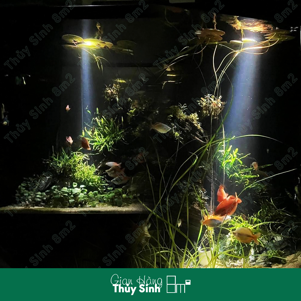 LED Chihiros Z Light Tiny | Đèn LED Rọi Cao Cấp Chỉnh App | 8m2