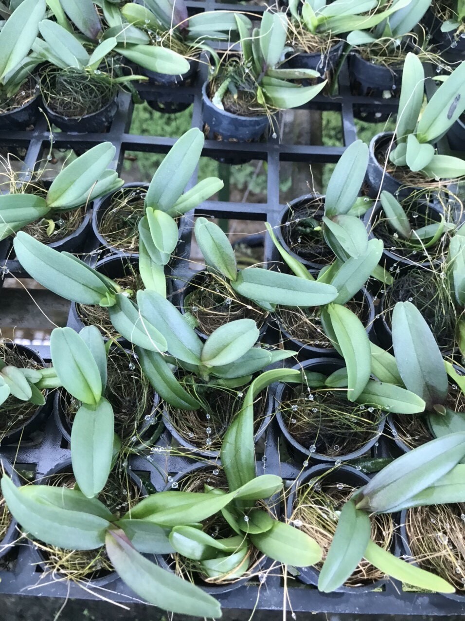 Ngọc điểm cây giống