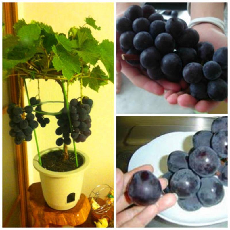 Dwarf grape seeds - Sale Off