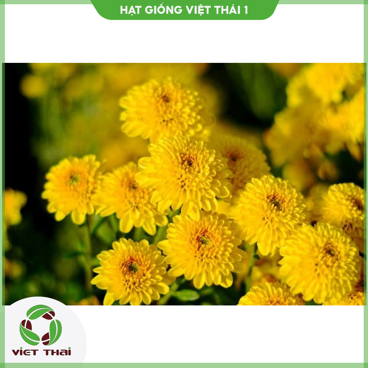 [SALE] Hạt giống hoa cúc mini vàng - HGVT1