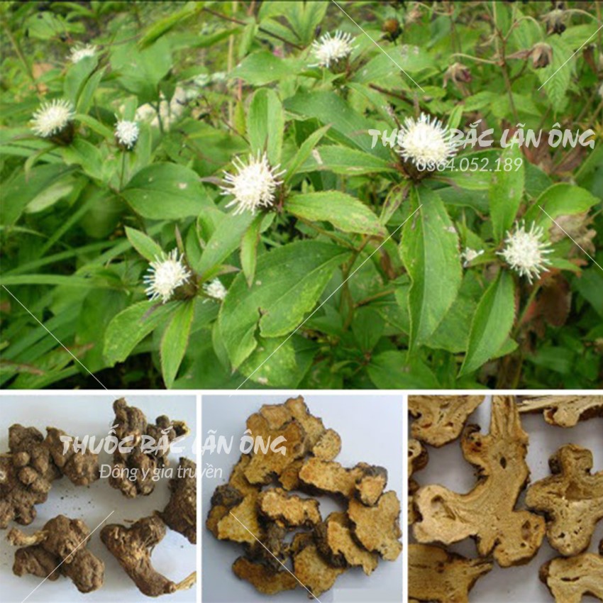 Bột bạch truật 100g, nguyên chất, thơm mịn, bột thảo mộc pha uống, đắp mặt, làm đẹp - Lãn Ông