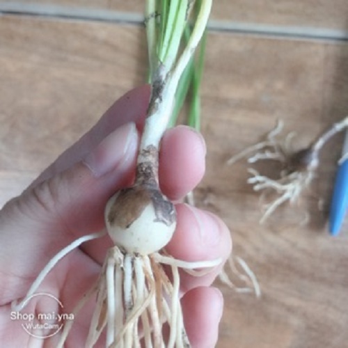 Combo 10 Củ hoa huệ mưa - màu hồng sen