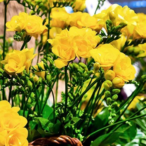 Củ giống hoa lan nam phi hoa màu vàng ( 1 củ kèm 1 viên nén ươm củ )
