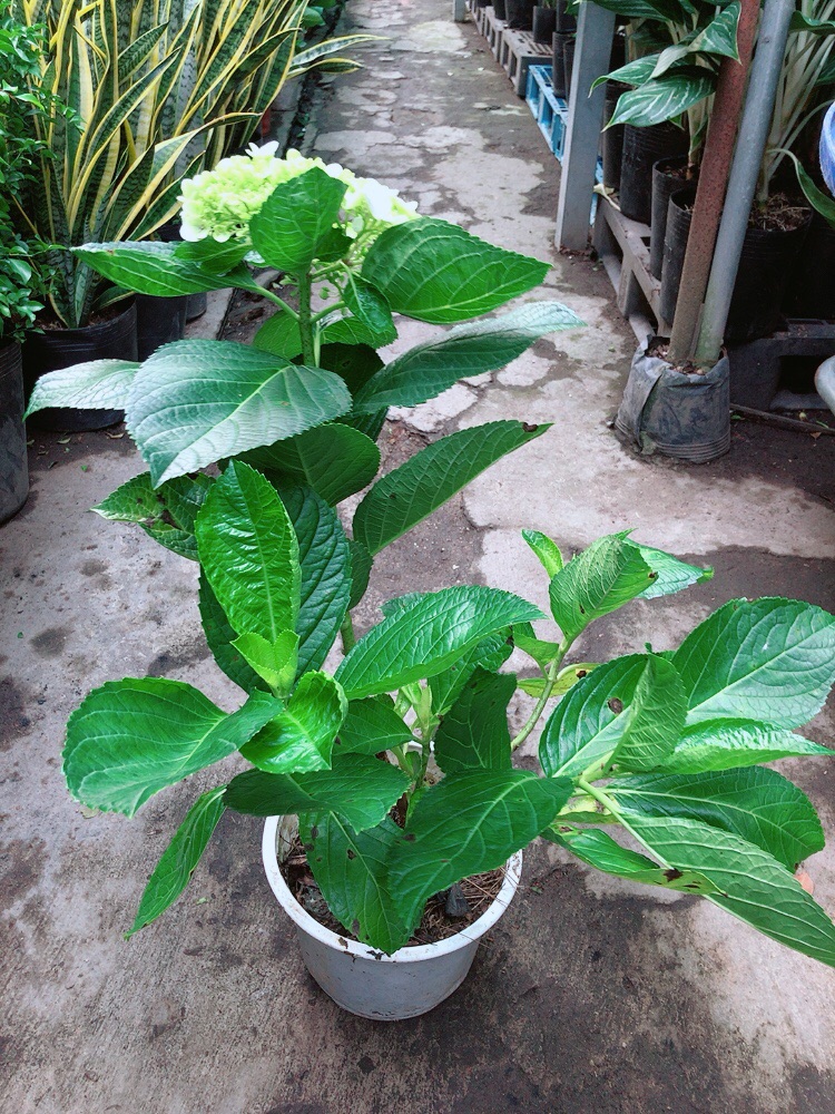 Cây Cẩm Tú Cầu