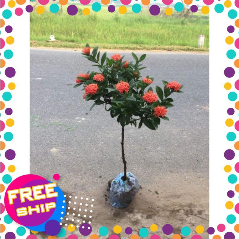 Mẫu đơn ta một thân hoa đỏ đẹp