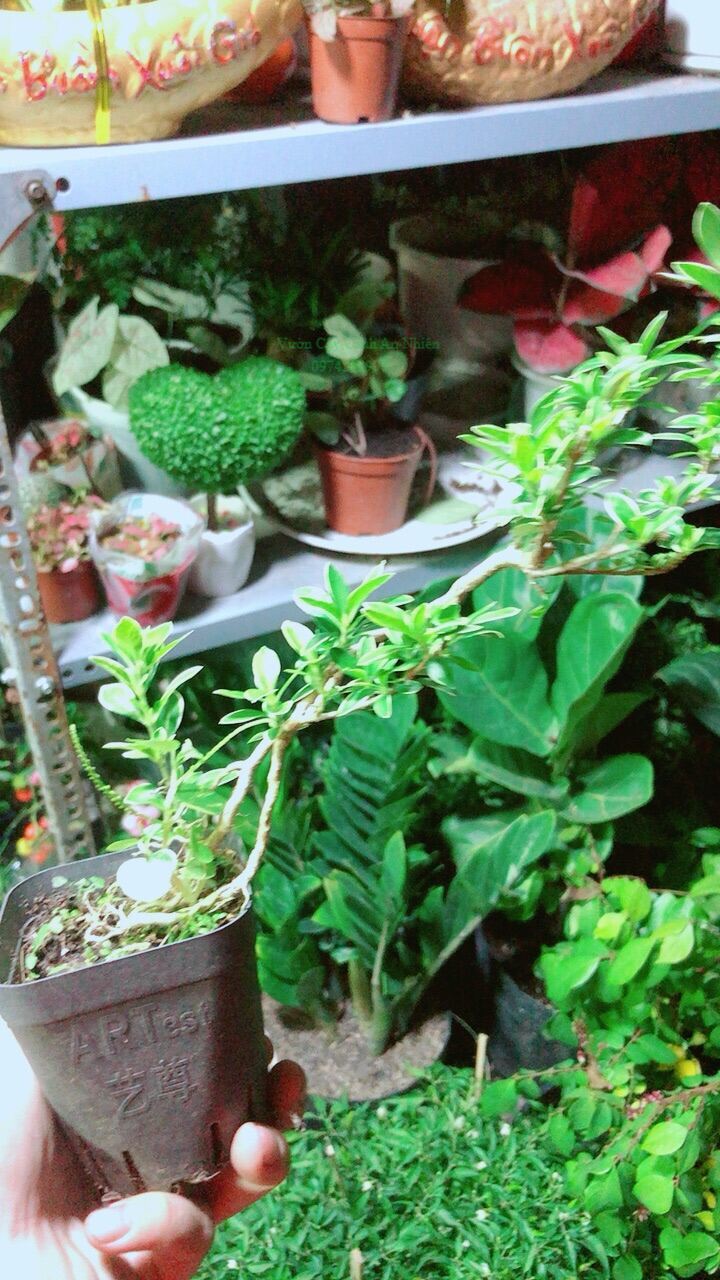 Cây Hồng Ngọc Mai Mini