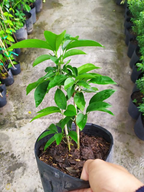 Cây HOA LAN TỎI-lan leo tỏi tím. bầu giống, giá rẻ