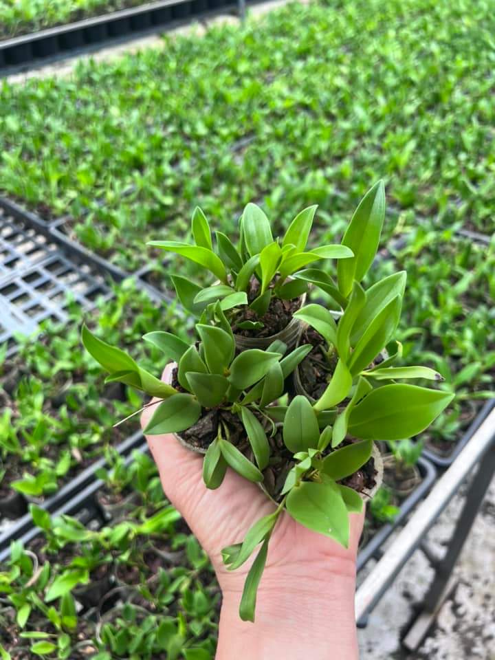 Hoa lan Kiều  trắng ( hoa lan thủy tiên trắng) hoa thơm, cây giống nhỏ