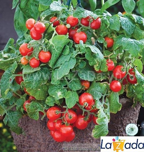 30h Hạt Giống Cà Chua Cherry Đỏ Lùn Trồng Chậu (A3.102| B41*W45*M003)