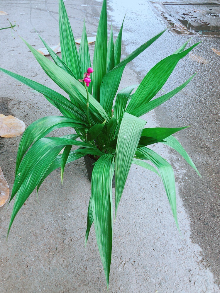 Chu Đỉnh Lan (lan đất)
