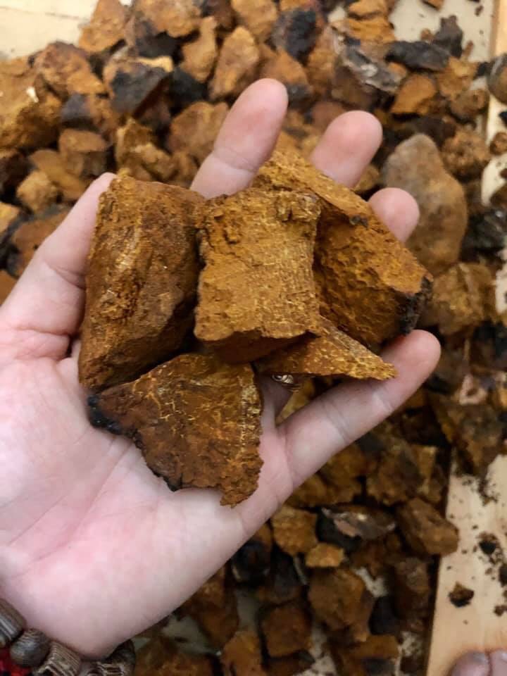 500 gam nấm CHAGA SIBIRI (Nấm Bạch Dương)- Nhập khẩu Nga