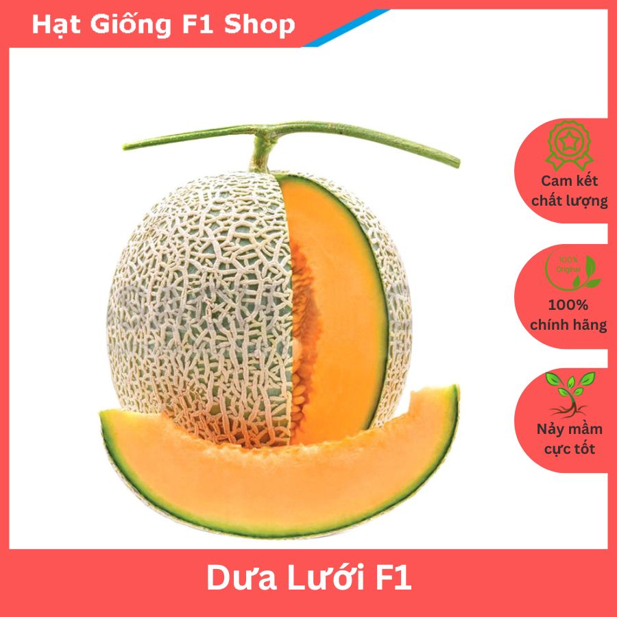 Hạt giống dưa lưới lai f1 giòn ngọt