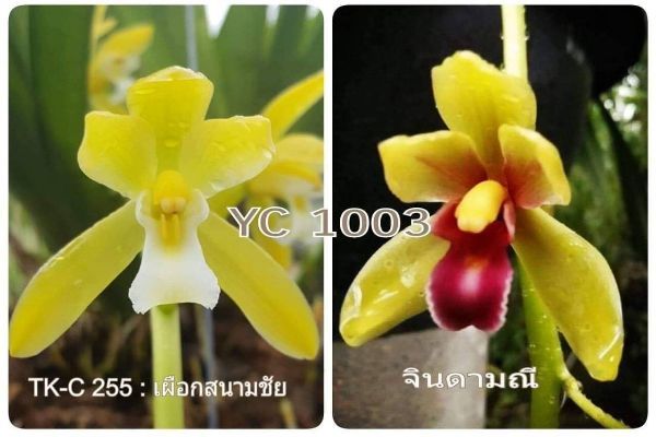 LAN KIẾM PHAN TRÍ CÂY GIỐNG