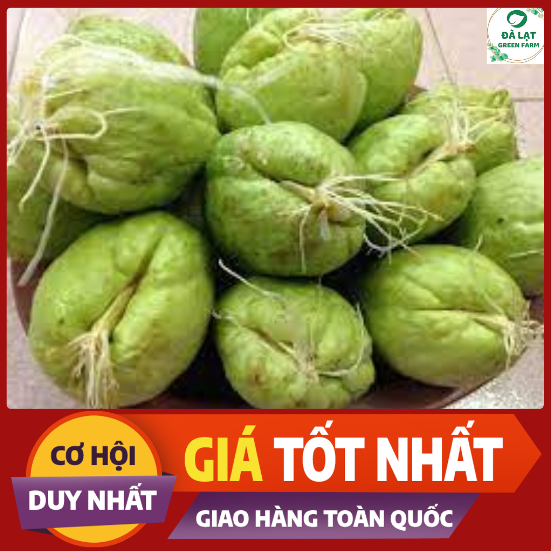 TRÁI/ QUẢ SU SU GIỐNG_ĐÃ CÓ MẦM