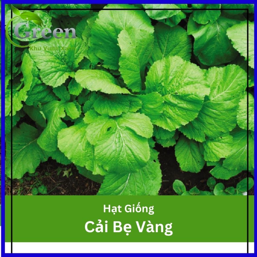 Hạt Giống Cải Bẹ Vàng - Gói 20gam
