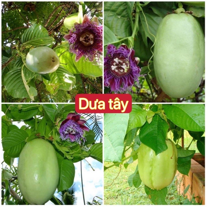 Hạt giống dưa gang tây,dưa quả-gói 20 hạt
