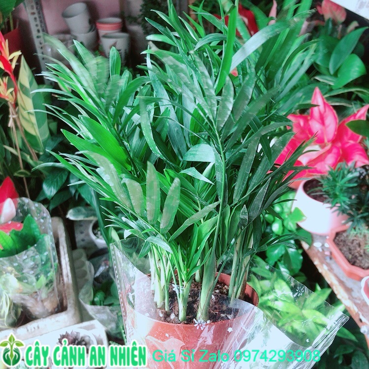 Cây cau tiểu trâm