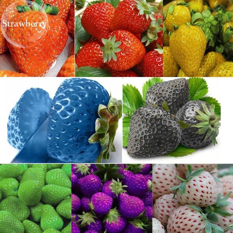 Mixed Color Strawberry seeds - Sale Off