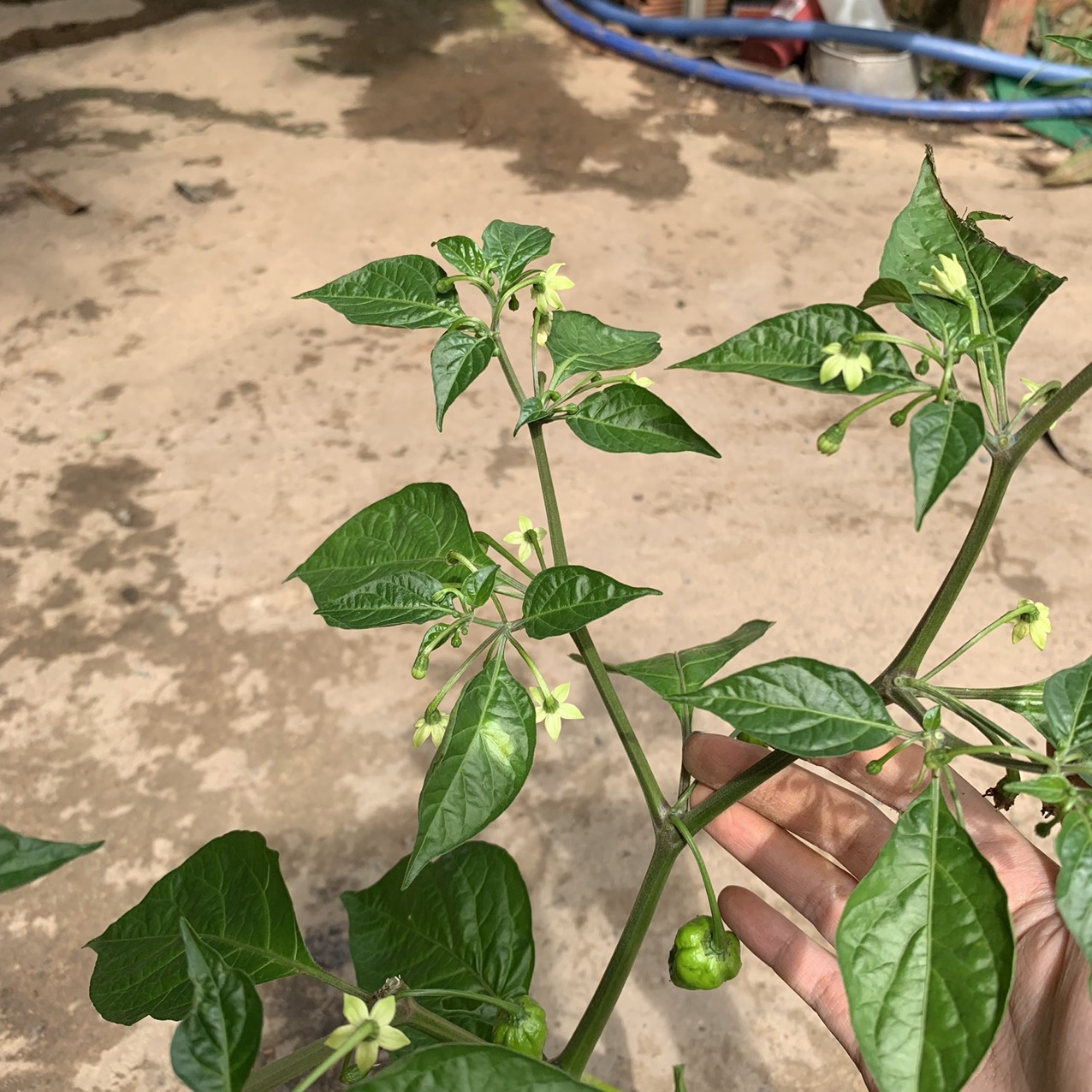 Cây ớt siêu cay Habanero Mexico