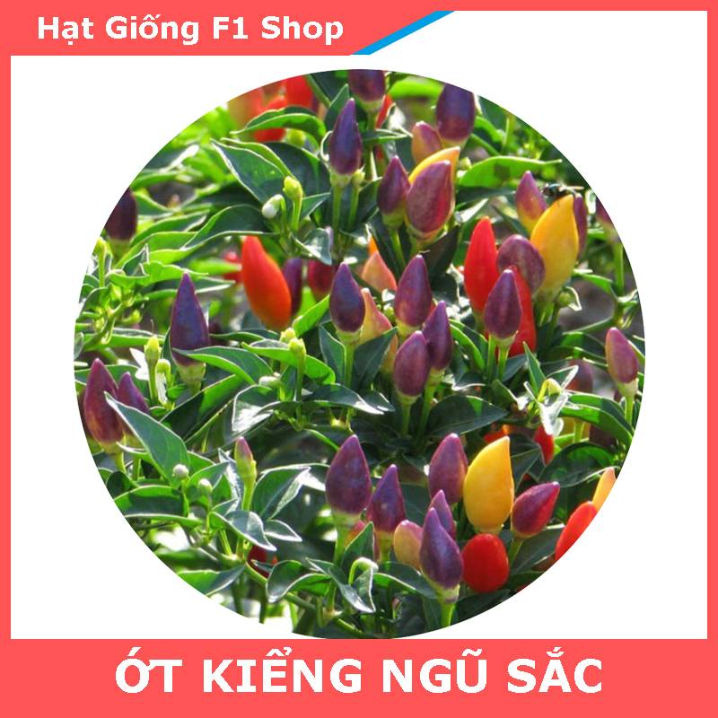 Hạt Giống Ớt Kiểng Ngũ Sắc Sai Trái