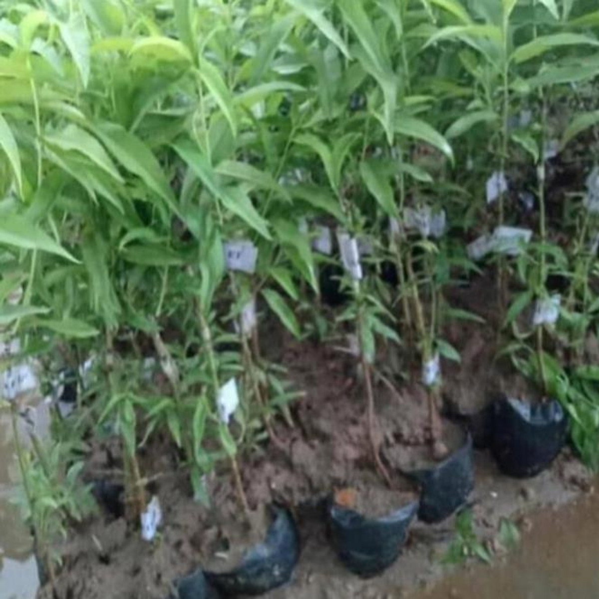 Cây giống đào tiên, giống đào 2 năm cho quả, cây cao 40cm , cây đẹp, giống chuẩn tặng 2 cây chè xanh