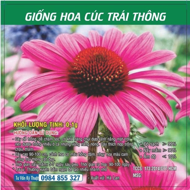 Hạt giống hoa Cúc Trái Thông TN