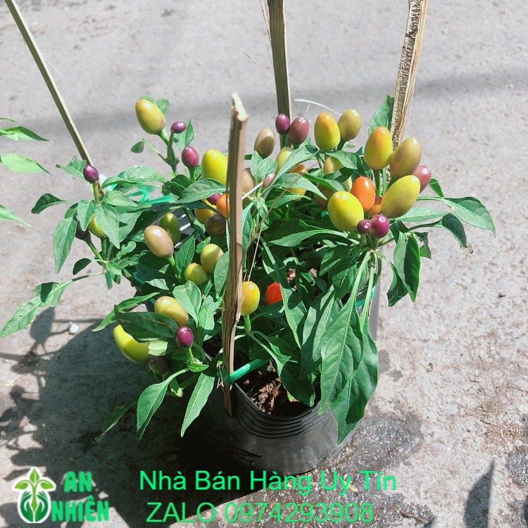 [HCM]Ớt Ngũ Sắc