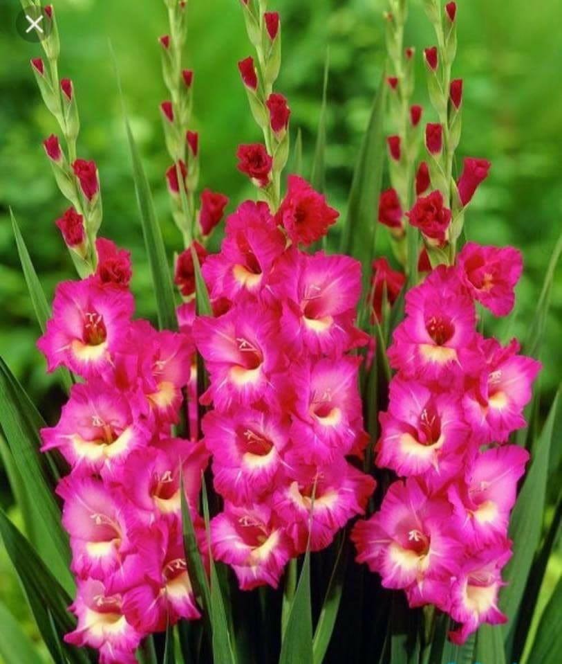 Combo 10 củ giống hoa lay ơn mix màu