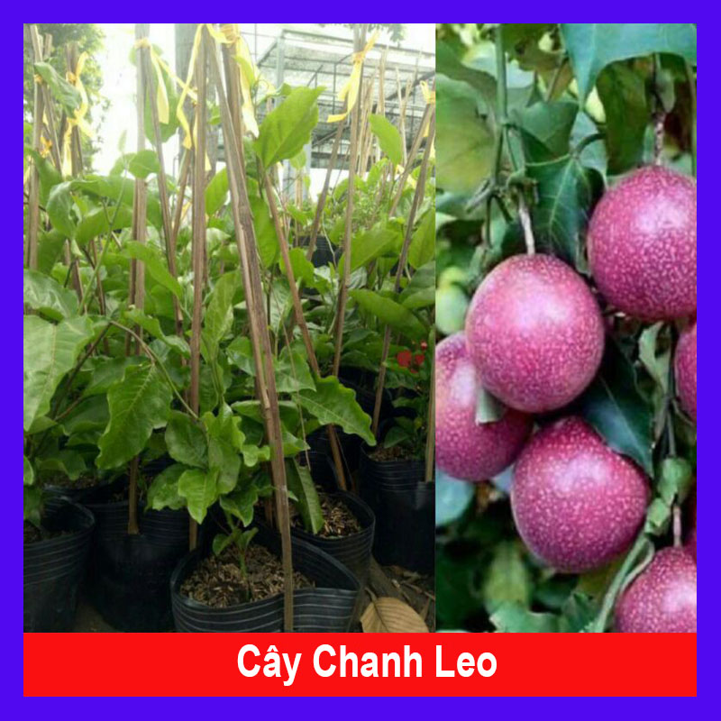 Chanh dây tím ( chanh leo )