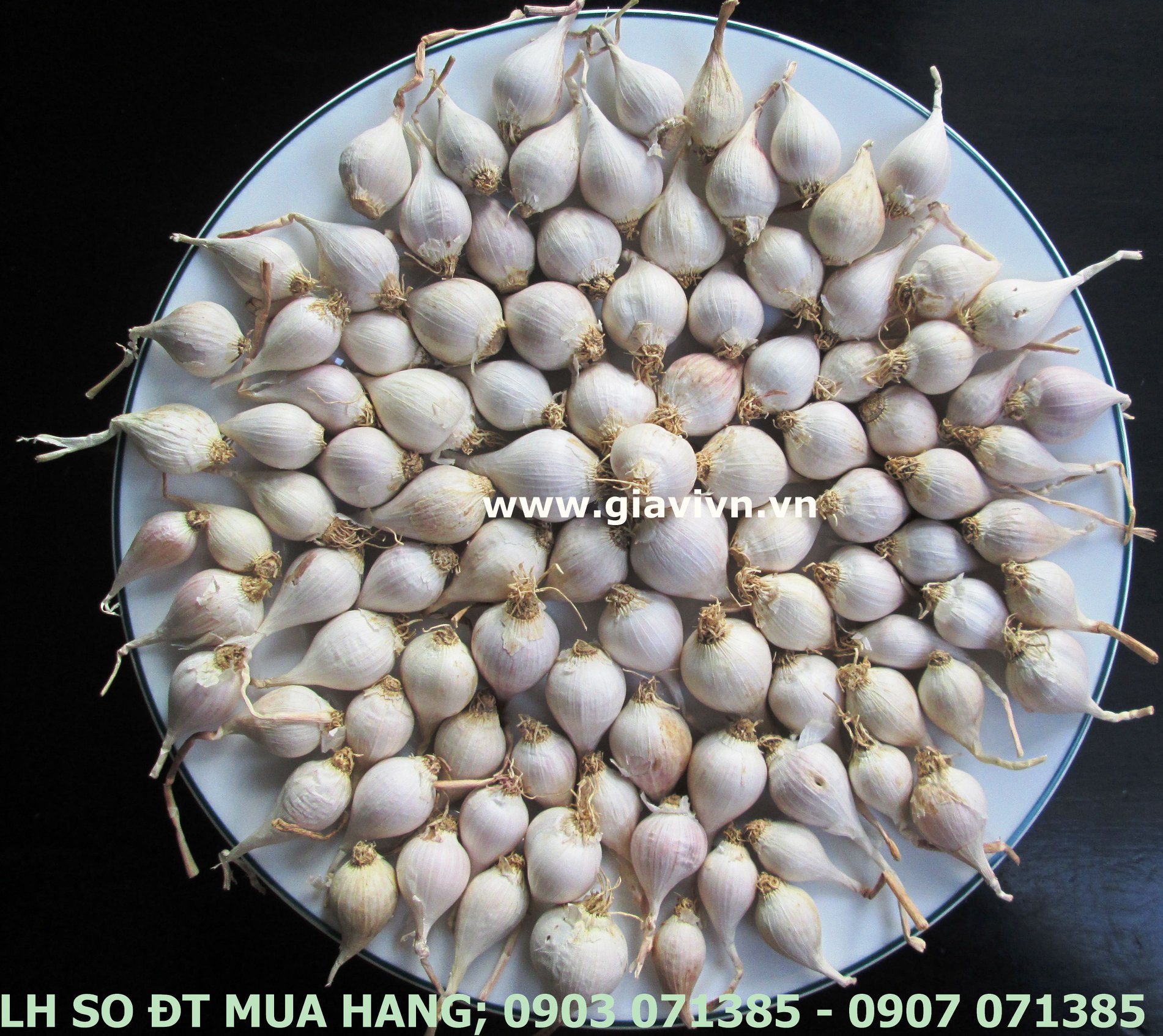 Tỏi Cô Đơn (Tỏi Một Tép) Đảo Lý Sơn. 100gram