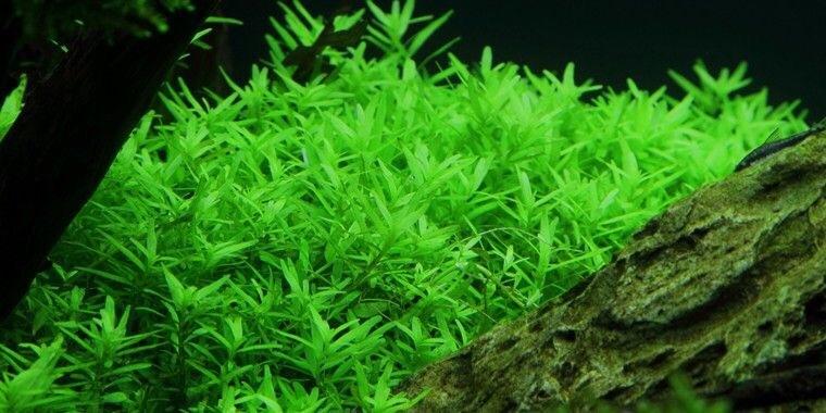 ROTOLA Xanh - VẢY ỐC XANH  (20 nhánh)