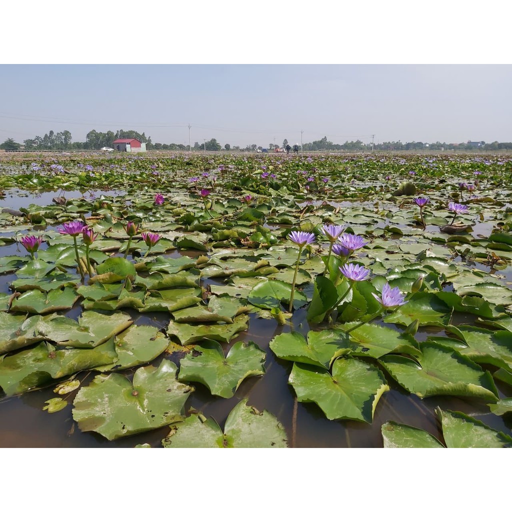 Set 5 cây hoa súng Thái 5 màu đẹp