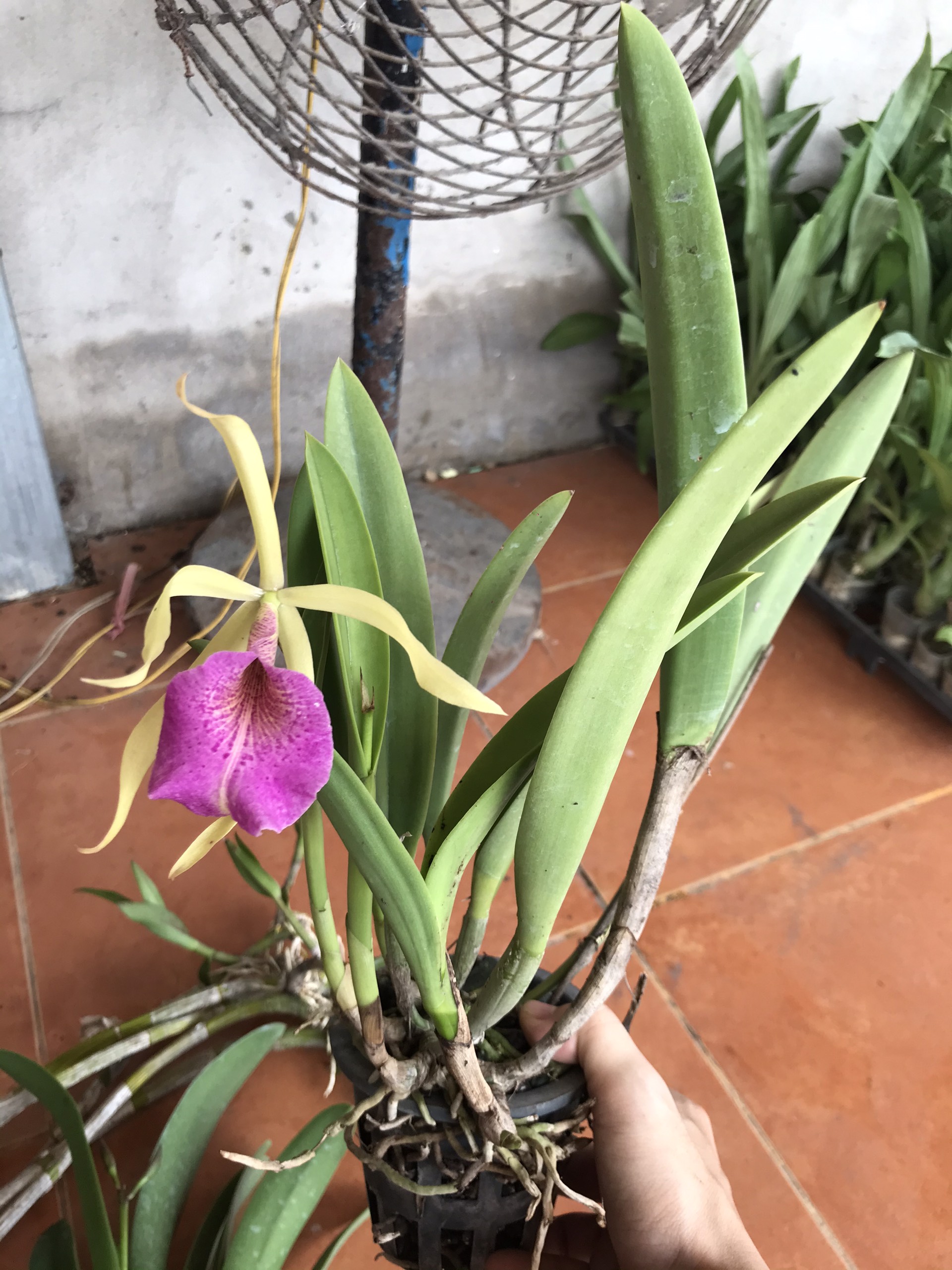 Hoa lan brass sưu tầm